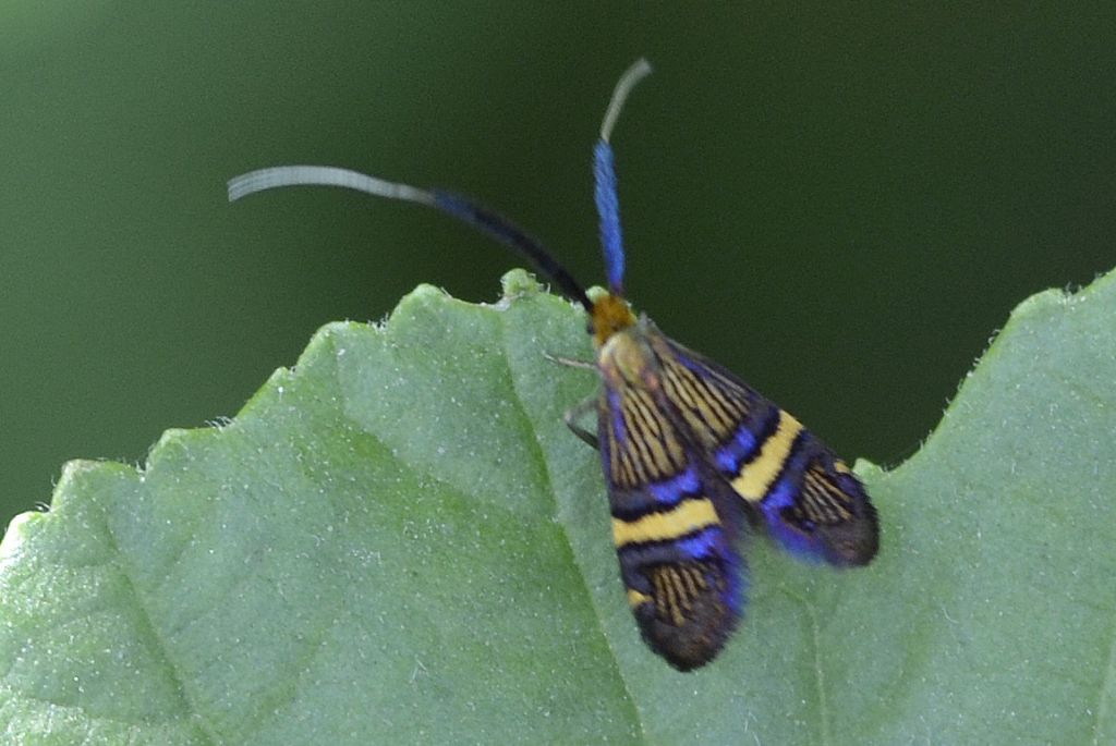 Adela o Nemophora ???